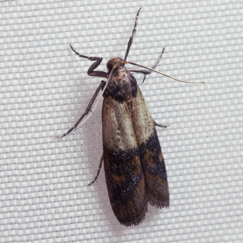 Facts About Pantry Moths