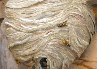 Stinging Insect Nests
