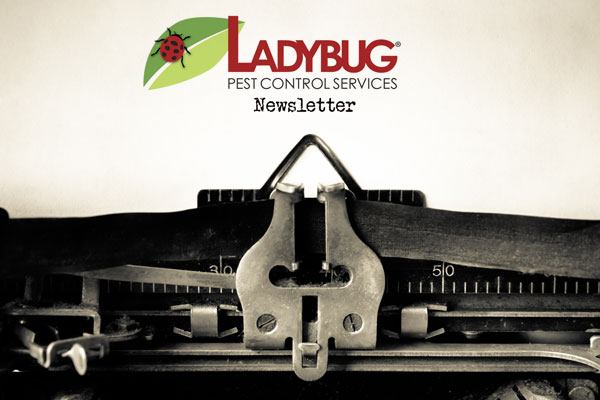 Ladybug Pest Control Summer Newsletter…Hot Off the Presses!