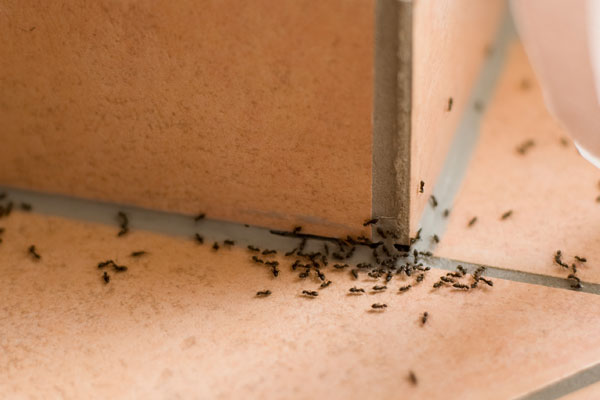 Summer Pest Prevention Tips