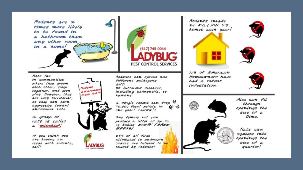 Rodent Awareness Week October 2026, 2019 Ladybug Pest Control Services