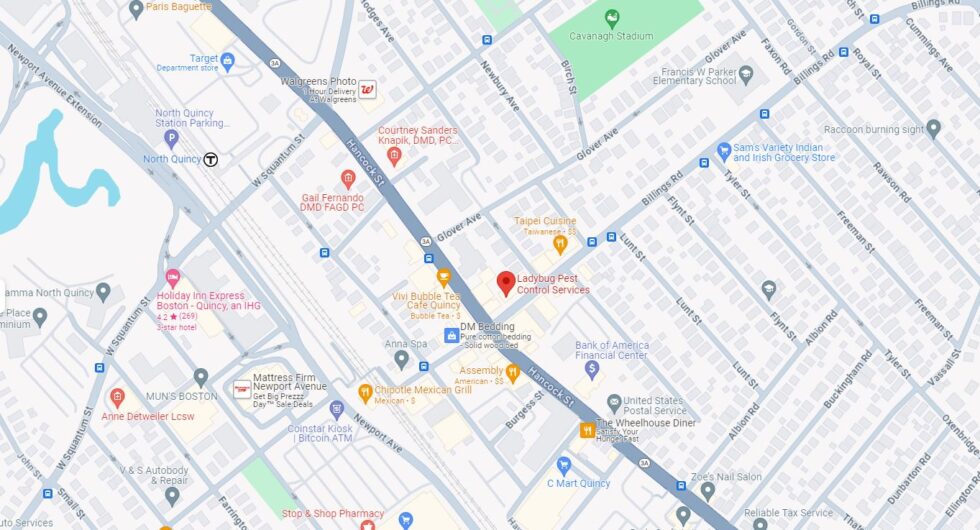 Contact Ladybug Pest Control Services