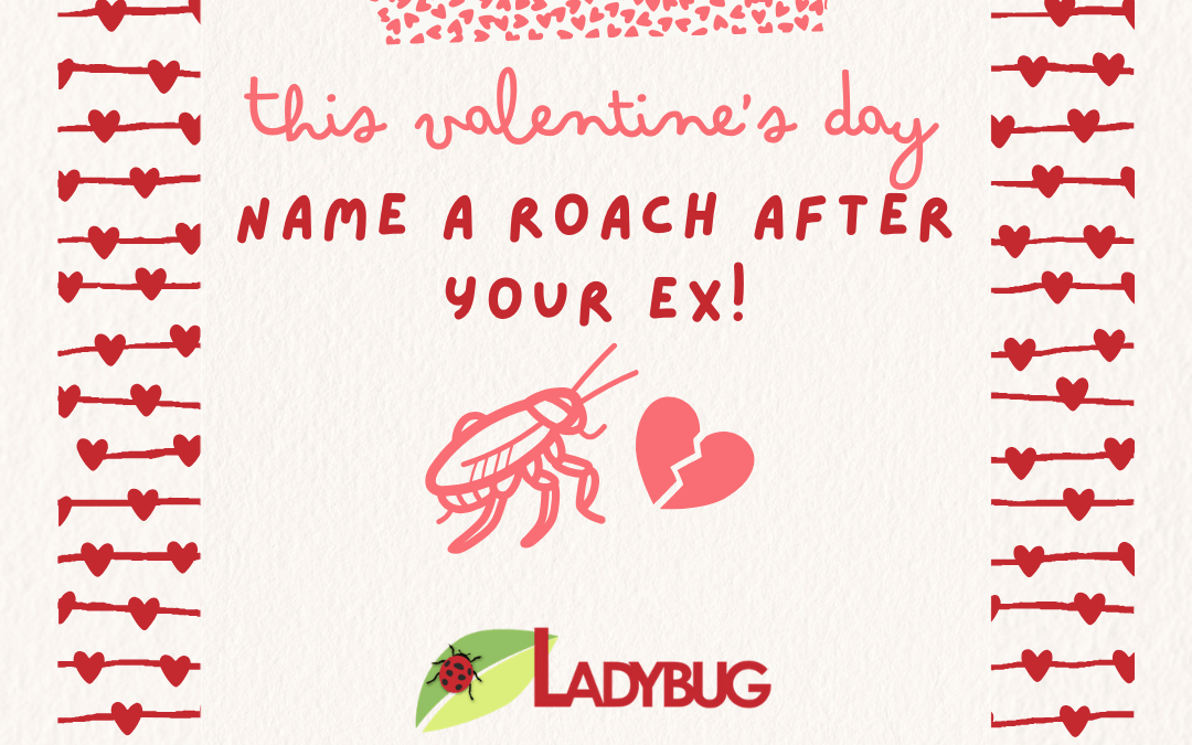 Name a Roach After Your Ex