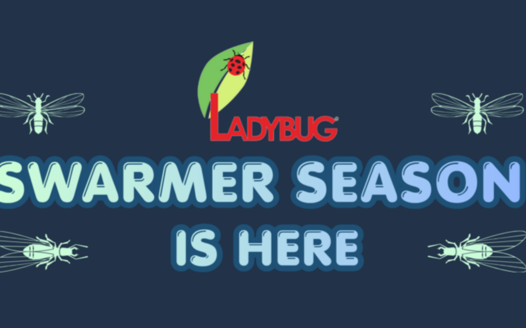 Swarmer Season