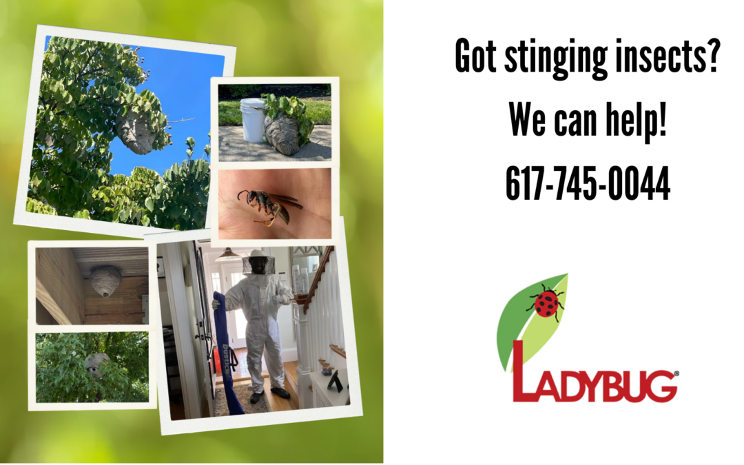 Stinging Insect Season is Here!